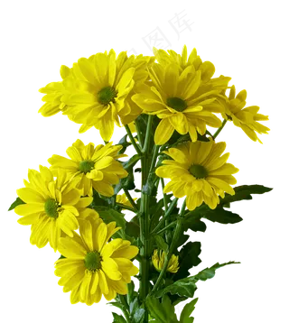 花, 植物, 一束花朵, 自然