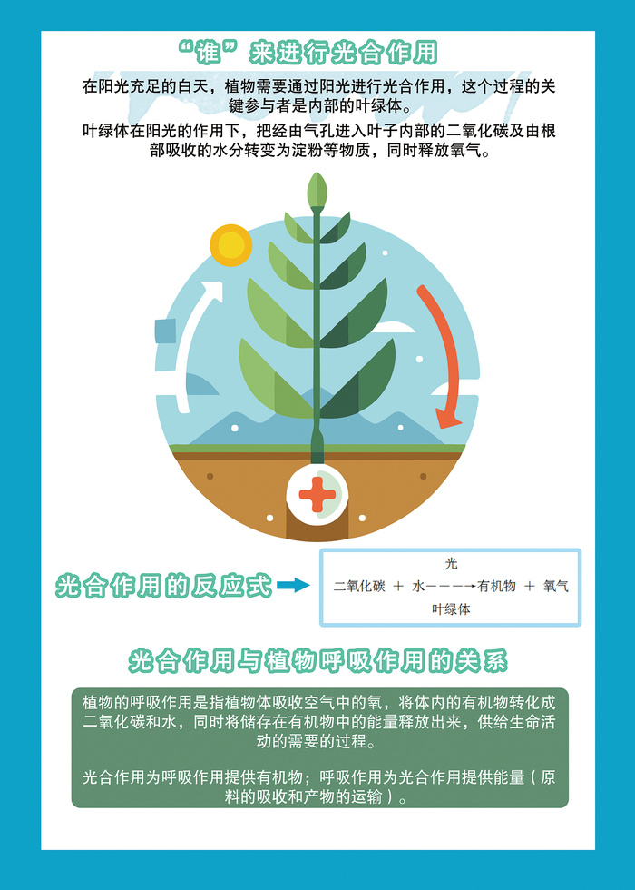 植物的光合作用科普知识海报