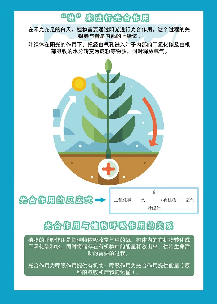 植物的光合作用科普知识海报psd模版下载