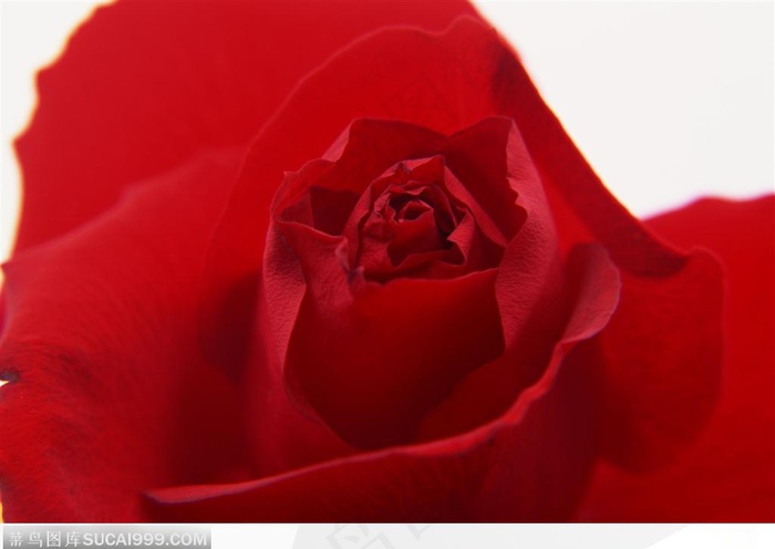 玫瑰花物语-红色的玫瑰花局部特写
