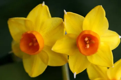 黄色水仙花特写图片 黄色水仙花特写图片