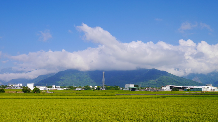 唯美小清新池上稻田稻浪