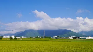 唯美小清新池上稻田稻浪