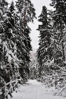 冬季森林积雪雪景图片 冬季森林积雪雪景图片