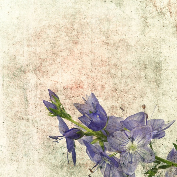 清雅花卉复古画