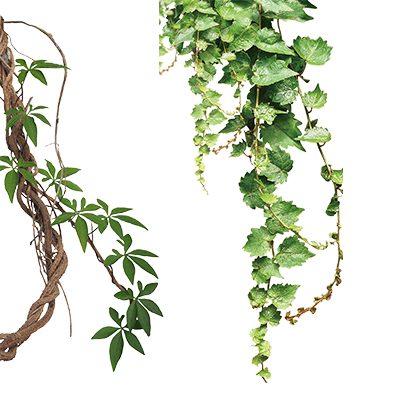 绿色植物装饰