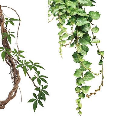 绿色植物装饰