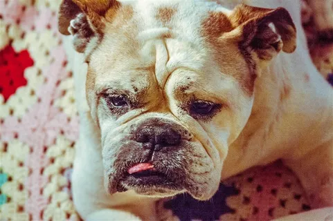 憨萌的斗牛犬狗狗图 憨萌的斗牛犬狗狗图
