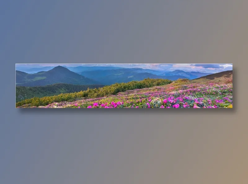 山坡开满鲜花的图片