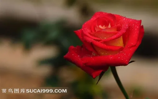 一朵带露珠的玫瑰花