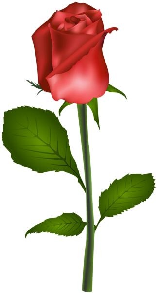 玫瑰 PNG免抠(323x600)