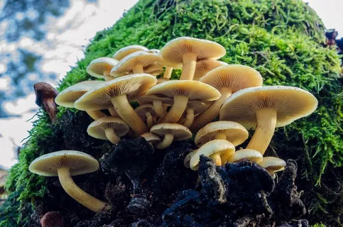 树上白色蘑菇图片 树上白色蘑菇图片