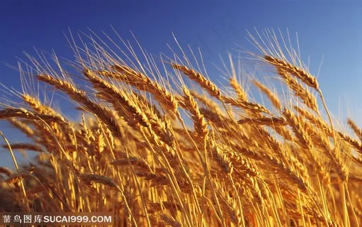 农作物-阳光下颗粒饱满的麦穗 农作物-阳光下颗粒饱满的麦穗