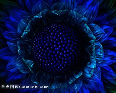 向日葵精美视觉设计素材