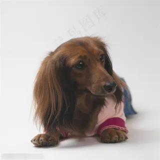 小型犬-张望的可爱狗狗