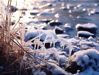 冬季河边石头上结冰的植物积雪摄影图