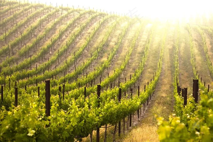 排列整齐的藤蔓植物高清摄影图