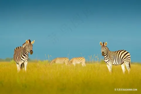 草原上的斑马图片 草原上的斑马图片