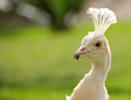 白孔雀头部特写图片