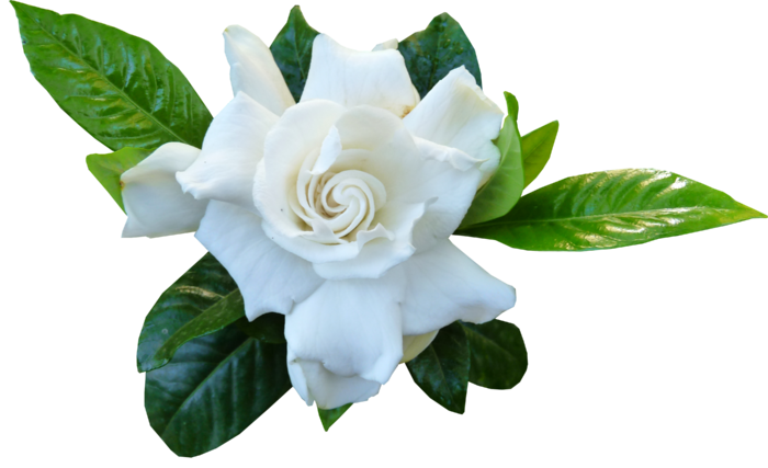栀子花   栀子花  栀子花