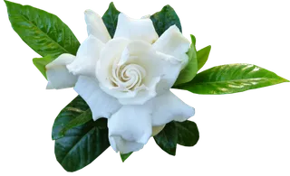 栀子花   栀子花  栀子花