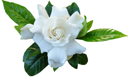 栀子花   栀子花  栀子花 栀子花   栀子花  栀子花