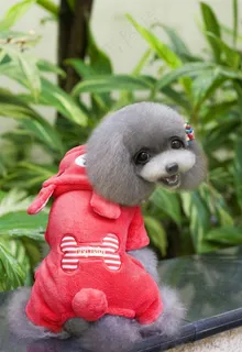 穿着小骨头红衣服的小狗