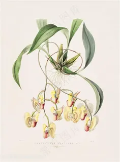 高清兰花复古装饰画