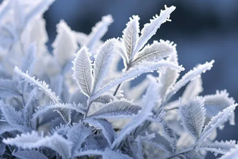 白霜挂满植物枝头冬天雾凇摄影图