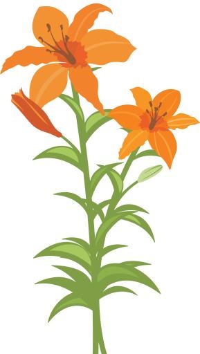 百合花免抠(4204x7428)