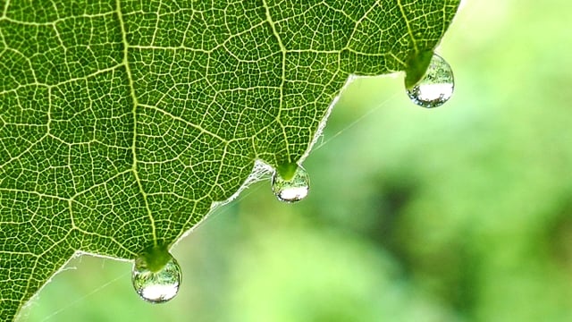 叶子, 葡萄酒, 葡萄叶, 太阳, 葡萄园, 树叶