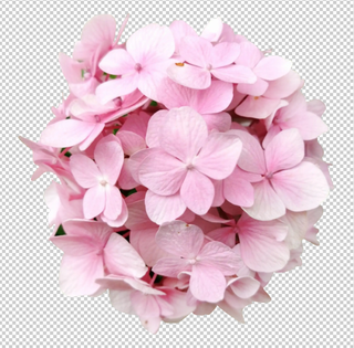 绣球花免扣素材