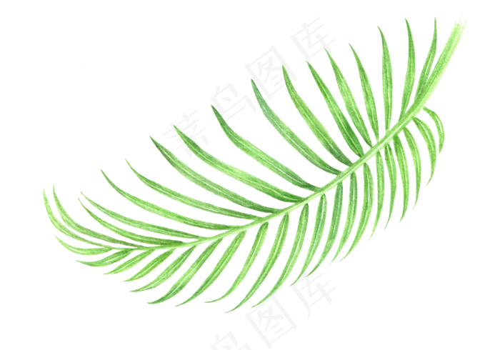 水彩插画-树叶10