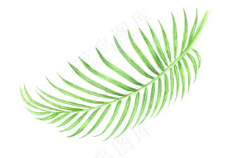 水彩插画-树叶10