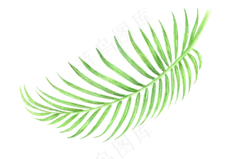 水彩插画-树叶10