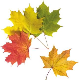 秋天 PNG 叶子免抠