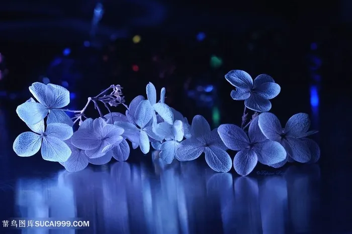 高清唯美白色小花鲜花图片