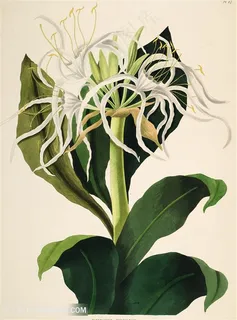 工笔画花卉时尚插画 工笔画花卉时尚插画