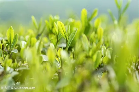 春天的嫩茶芽茶图片 春天的嫩茶芽茶图片