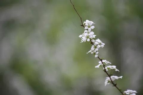 枝头白花图片 枝头白花图片