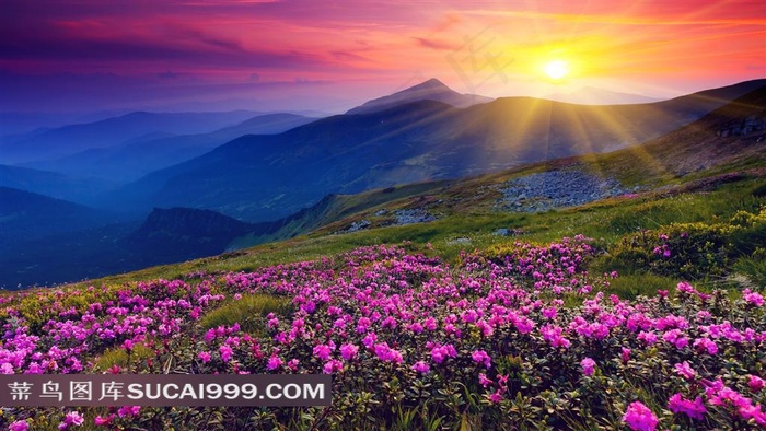 阳光下的草原花丛风景图片