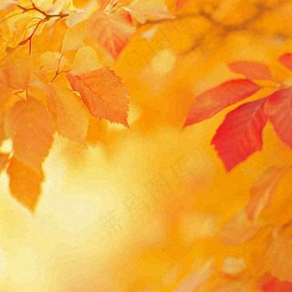 秋天秋意黄色落叶枫叶意境，秋分立秋摄影图
