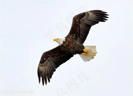 高清展翅飞翔的白头海雕图片鸟图片
