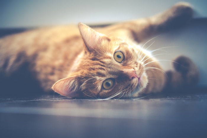 可爱猫猫图片