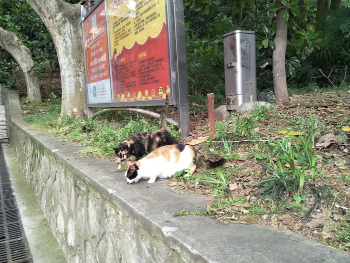 好可爱的猫咪