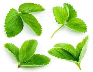 树叶纹理背景高清图片