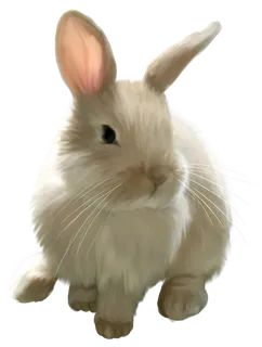 小白兔兔子兔年