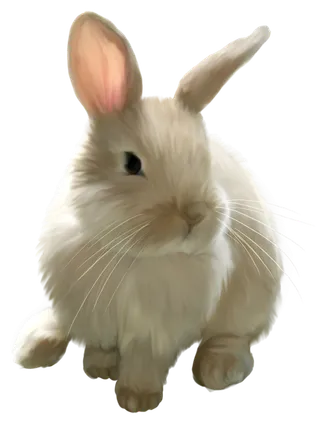 小白兔兔子兔年