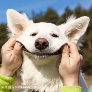 宠物狗摄影图片 宠物狗摄影图片