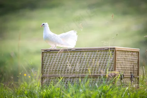 鸽子图片